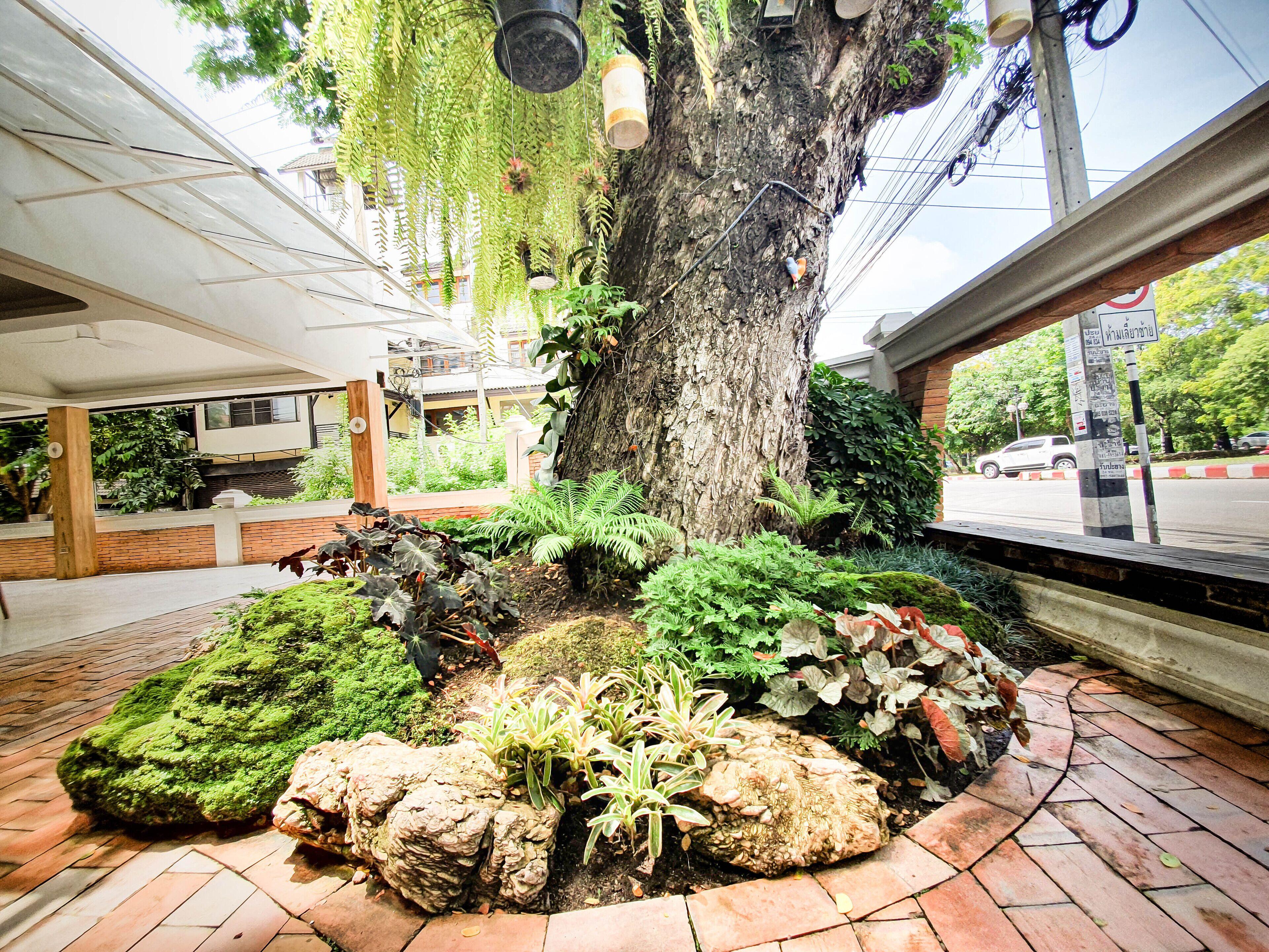 Big Tree Old Town Hotel, Chiang Mai